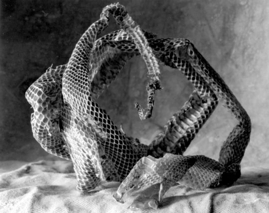 Snake skin, Piermont, New York